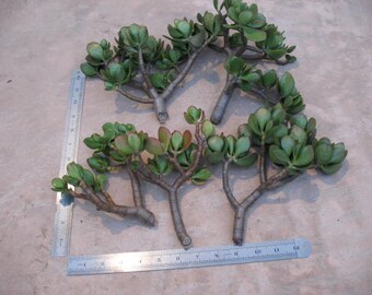 Jade Succulent Cuttings; Each piece is 4 to 6 inch tall, 4 to 6 inch wide and have 1/2 to 3/4 inch stem