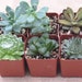 see more listings in the Succulent Wedding Favors section