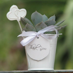 Succulent wedding favors 502''Succulents. Cheapest On The Market. Make perfect Wedding and Shower Favors. Event and Party Favors. image 7