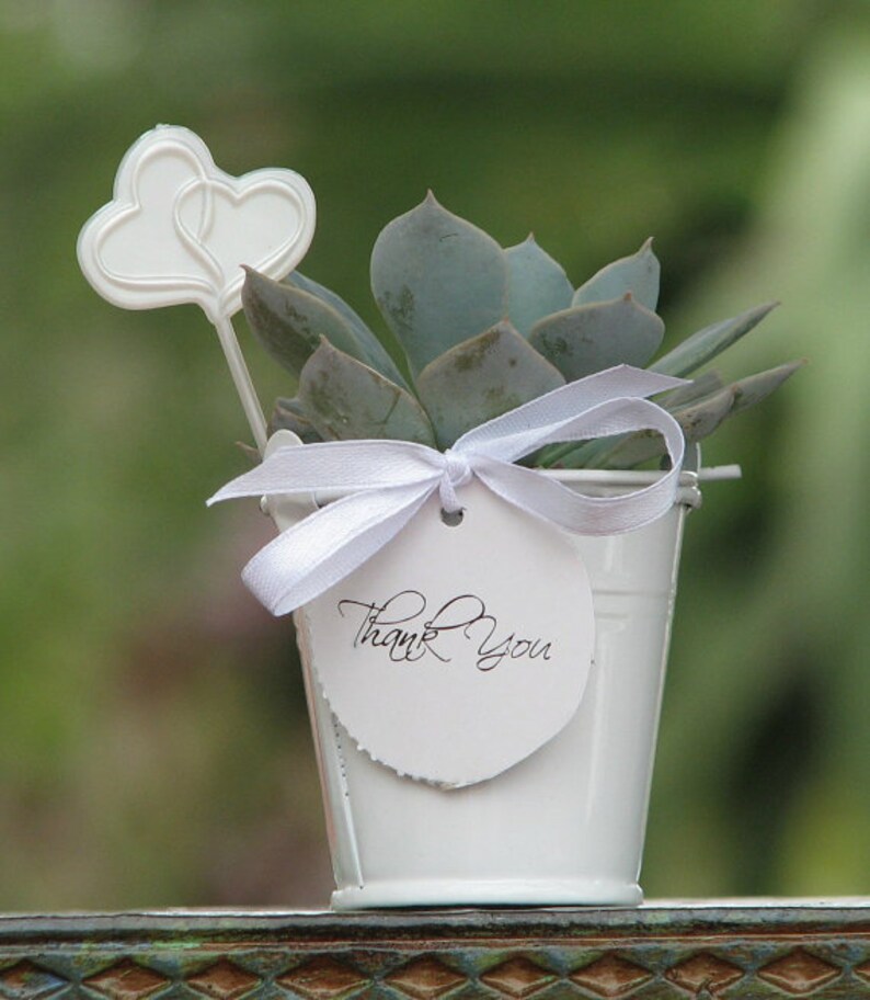 Succulent wedding favors 502''Succulents. Cheapest On The Market. Make perfect Wedding and Shower Favors. Event and Party Favors. image 7