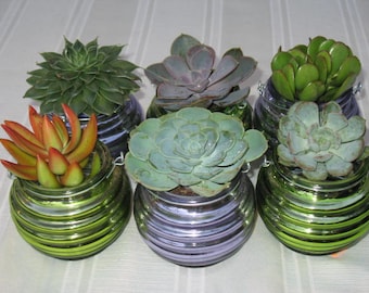 Succulent party favors; 6--3'' Assorted Succulents in its glass pots. Make Perfect wedding and shower favors, event and party favors