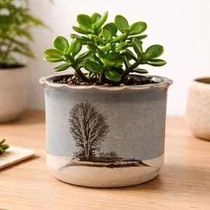 Peut inclure: Petit pot de fleurs rond en céramique bleu clair avec un motif d'arbre, contenant une plante succulente verte. Le pot a un bord festonné et un schéma de couleurs bicolore, avec une base beige clair.