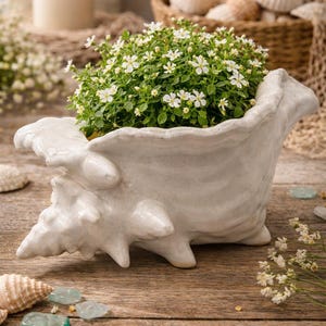 May include: A white ceramic seashell planter filled with a green plant with small white flowers. The planter sits on a wooden surface, surrounded by seashells and decorative elements, creating a coastal theme.