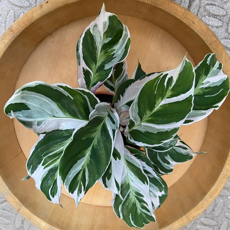  Calathea  White Fusion Rare  Prayer Plant Etsy