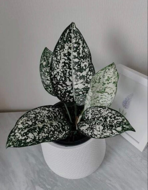 Rare Aglaonema Named World of Heritage Rare Plant Etsy