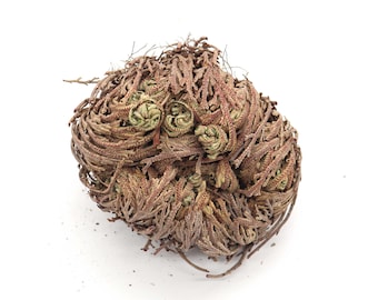 Rose of Jericho