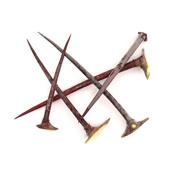 Hawthorn Thorns - Wildcrafted, 5 of