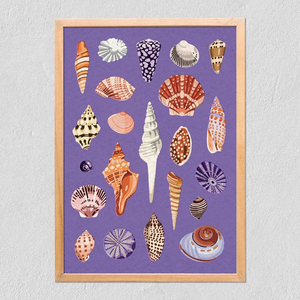 Art Print Sea Shells 21x30 - Collection Of Illustrated Shells - Poster On Tintoretto Gesso Paper