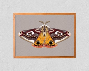 Art Print Emperor Moth 21x30 - Very Detailed Butterfly / Moth - Poster On Tintoretto Gesso