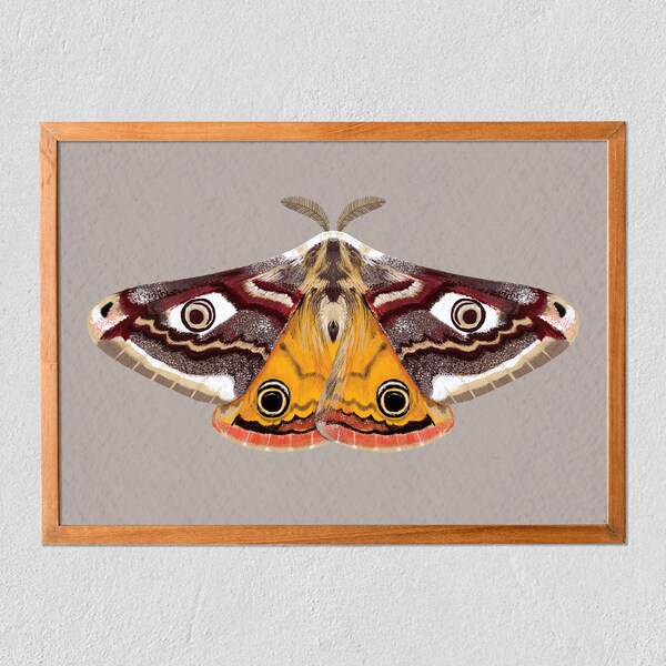 Art Print Emperor Moth 21x30 - Very Detailed Butterfly / Moth - Poster On Tintoretto Gesso