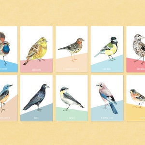 10 oiseaux - Ensemble de cartes postales - Peintures à la gouache détaillées de dix oiseaux colorés différents