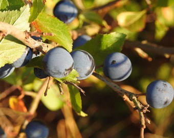 Fresh Sloe Berries - 500g Freshly Picked. For Homebrew Sloe Gin, Vodka & Brandy.