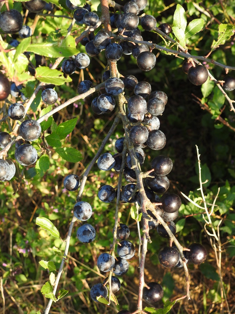 Fresh Sloes 1lb Fresh Sloe Berries for Sloe Gin BrewingBrew Etsy