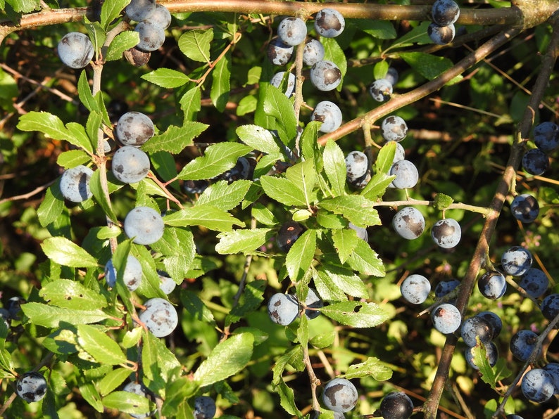 Fresh Sloes 1lb Fresh Sloe Berries for Sloe Gin BrewingBrew Etsy