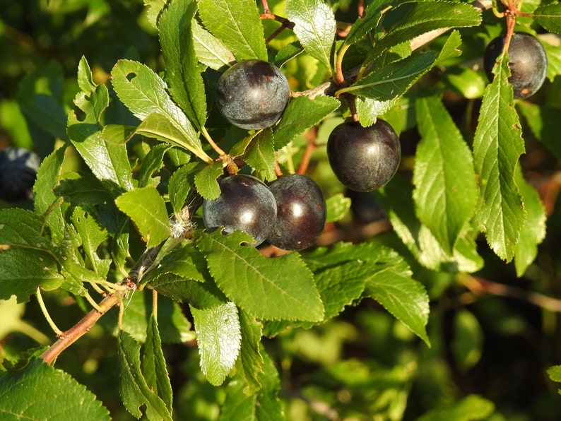 Fresh Sloes 1lb Fresh Sloe Berries for Sloe Gin BrewingBrew Etsy