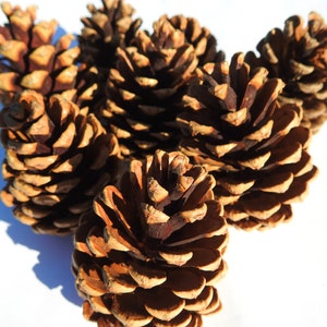 May include: Several brown pine cones with textured scales are displayed on a white surface. The cones are of varying sizes and shapes, some open, some closed. The lighting casts shadows, accentuating the details of the natural forms.