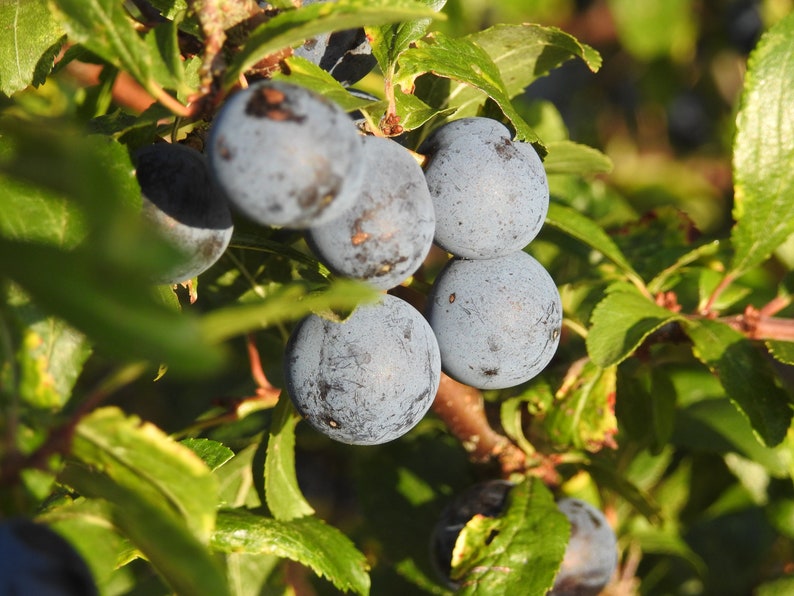 Fresh Sloes 1lb Fresh Sloe Berries for Sloe Gin BrewingBrew Etsy