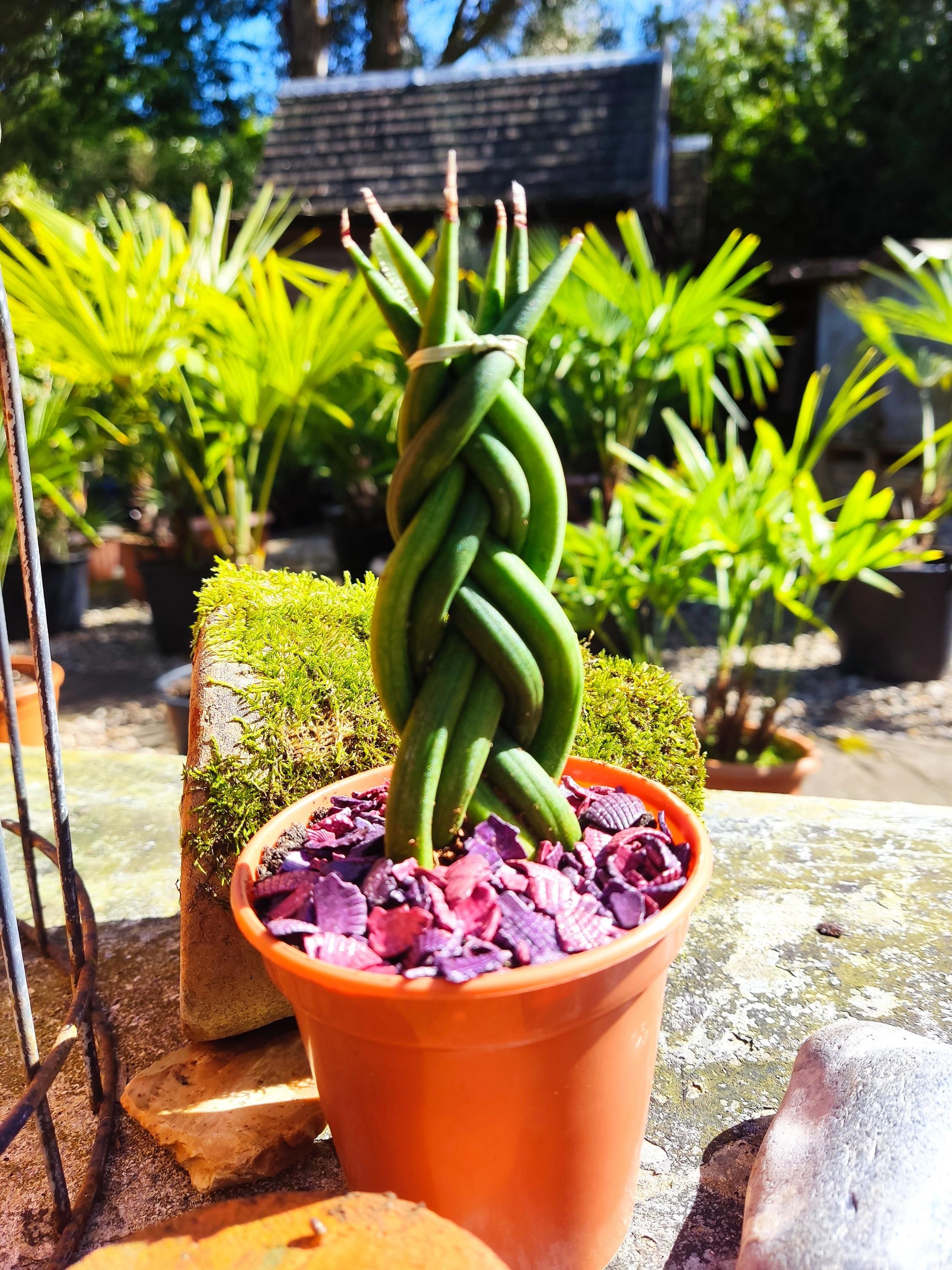 brazilian snake plant Sansevieria zeylanica, 