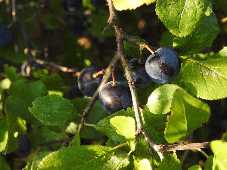 Fresh Sloes 1lb Fresh Sloe Berries for Sloe Gin BrewingBrew Etsy