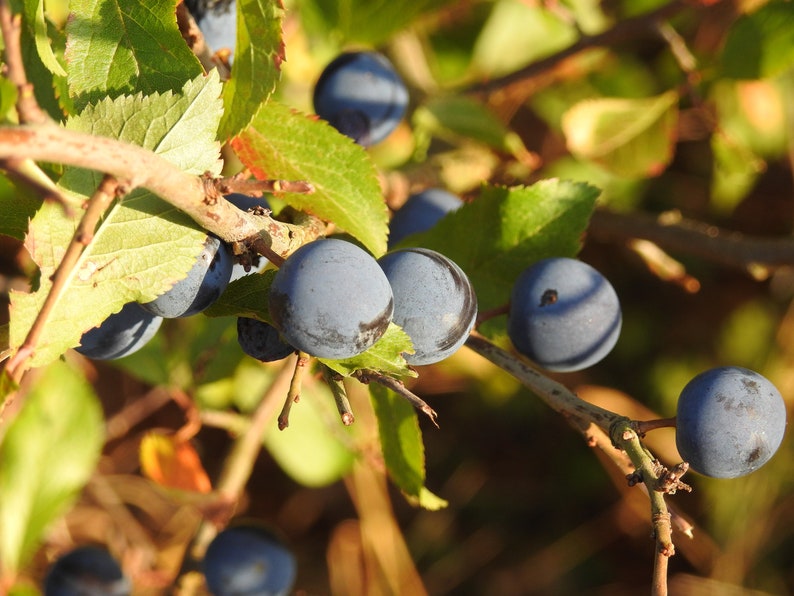 Fresh Sloes 1lb Fresh Sloe Berries for Sloe Gin BrewingBrew Etsy