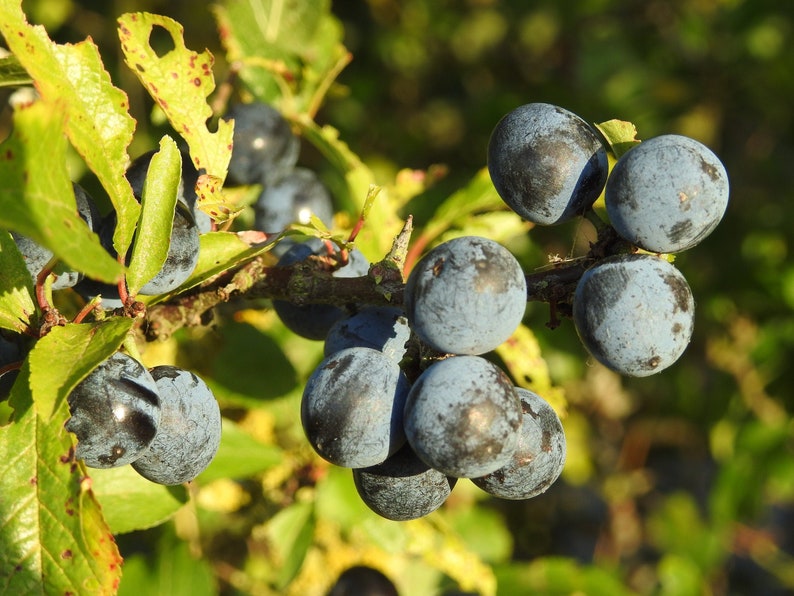 Fresh Sloes 1lb Fresh Sloe Berries for Sloe Gin BrewingBrew Etsy