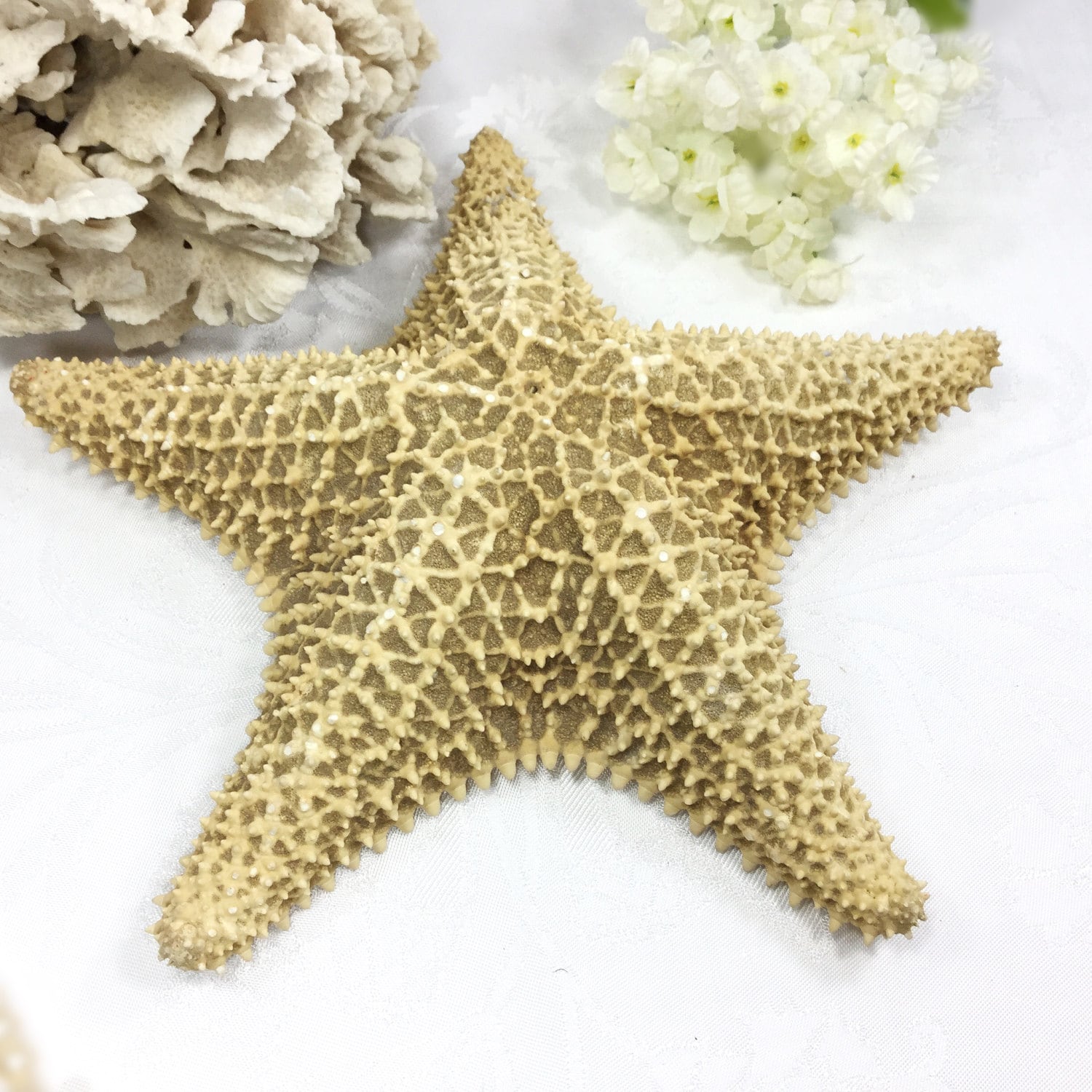 XLarge Dried Real Starfish, 10 Real Starfish, Coral Starfish, Beach