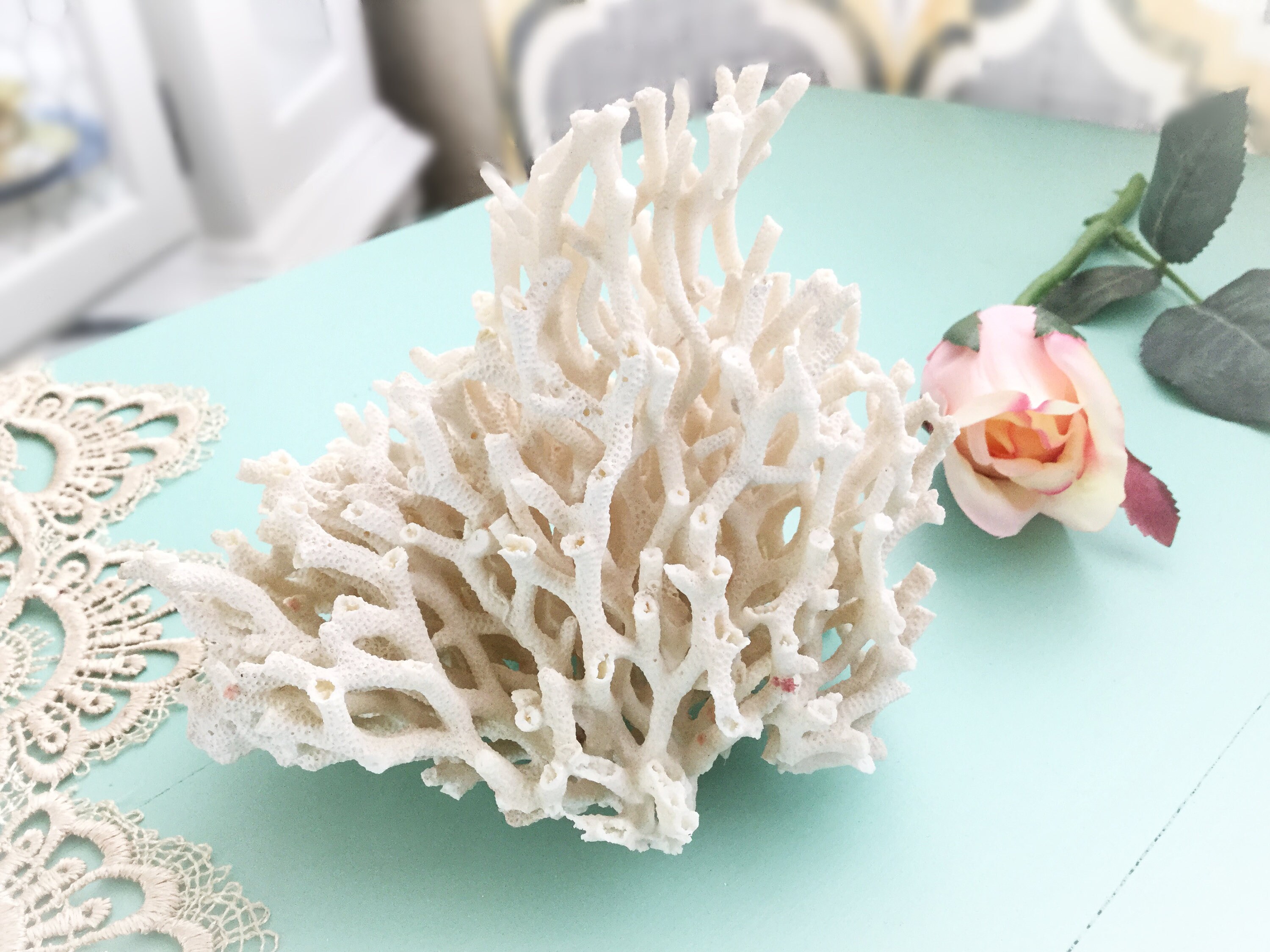 Natural Sea Coral, Dried Real Coral, Sea Coral Stone, Real Coral Reef