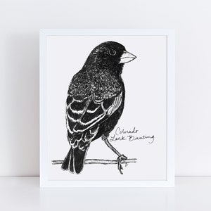 Colorado Lark Bunting State Bird Art Print / Colorado Decor / Lark Bunting Drawing / Colorado Gift / Black and White Bird Drawing image 1
