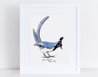 Black-Throated Magpie-Jay Art Print / Blue Bird Wall Art / Orinthology Wall Art / Bird Decor / Bird Drawing / Magpie Drawing / Bird Art