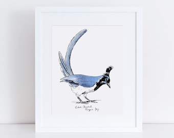 Black-Throated Magpie-Jay Art Print / Blue Bird Wall Art / Orinthology Wall Art / Bird Decor / Bird Drawing / Magpie Drawing / Bird Art