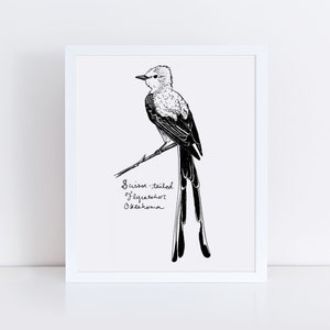 Scissor-tailed Flycatcher Art Print, Oklahoma State Bird Drawing - Etsy