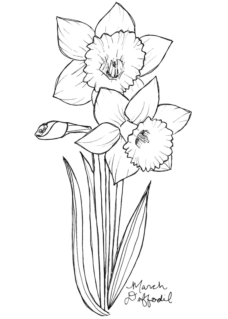 March Daffodil Art Print / Birth Flower Print / Daffodil Wall Art / Botanical Art Print / March Birthday Gift / Flower Wall Art image 2