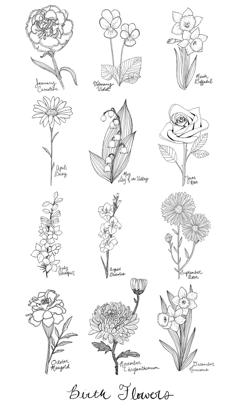 May include: A black and white line drawing illustration of birth flowers for each month of the year. January is the carnation, February is the violet, March is the daffodil, April is the daisy, May is the lily of the valley, June is the rose, July is the larkspur, August is the gladiolus, September is the aster, October is the marigold, November is the chrysanthemum, and December is the narcissus.