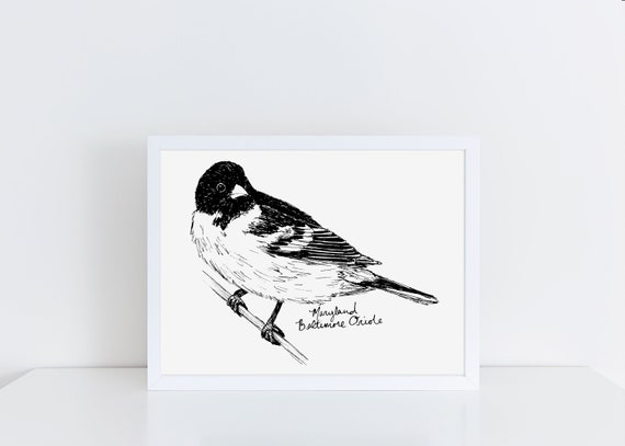 Maryland Baltimore Oriole State Bird Art Print Maryland Etsy
