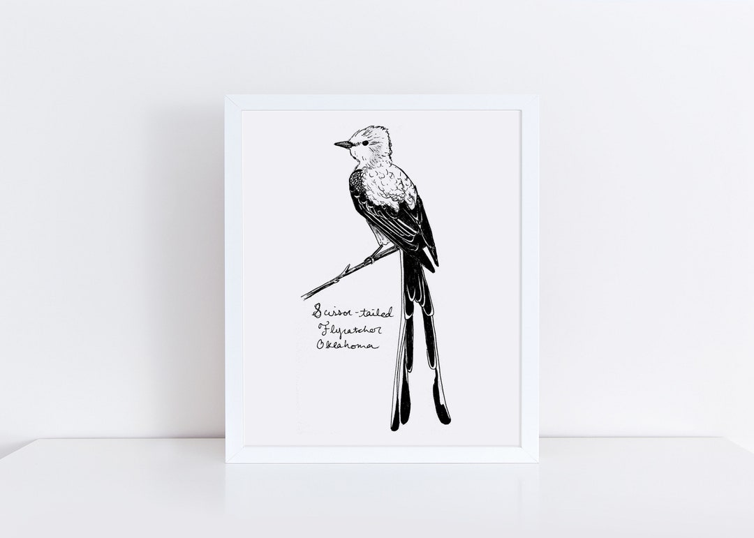 Scissor-tailed Flycatcher Art Print, Oklahoma State Bird Drawing - Etsy