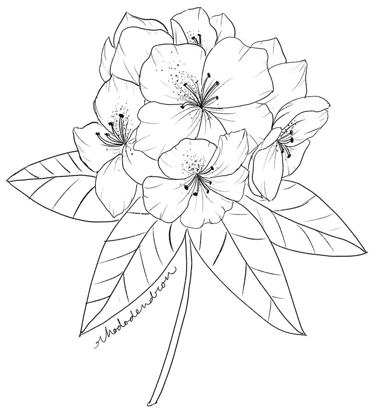 Rhododendren Drawing Art Print / Floral Art / Botonical Print / Black and White Flower Drawing / Botanical Illustration Wall Art image 4