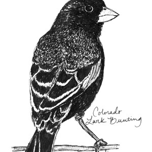 Colorado Lark Bunting State Bird Art Print / Colorado Decor / Lark Bunting Drawing / Colorado Gift / Black and White Bird Drawing image 4