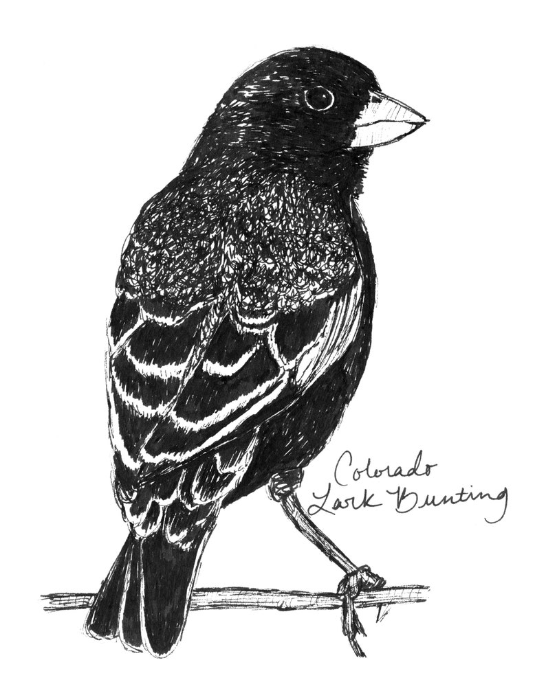 Colorado Lark Bunting State Bird Art Print / Colorado Decor / Lark Bunting Drawing / Colorado Gift / Black and White Bird Drawing image 4