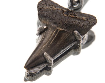 Megalodon Tooth Fossil Pendant 925 Sterling Silver Oxidized Claw Necklace Root Chakra Protection Gift