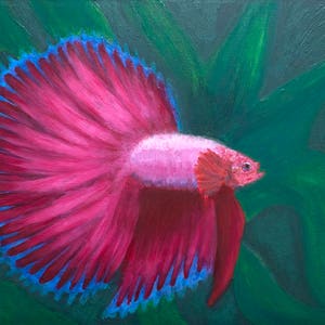 Puede incluir: Un pez betta rosa con una larga aleta caudal que fluye, pintado sobre un fondo verde oscuro. La aleta caudal del pez es de un rosa vibrante con bordes azules.