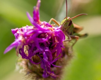 Hidden in the undergrowth
