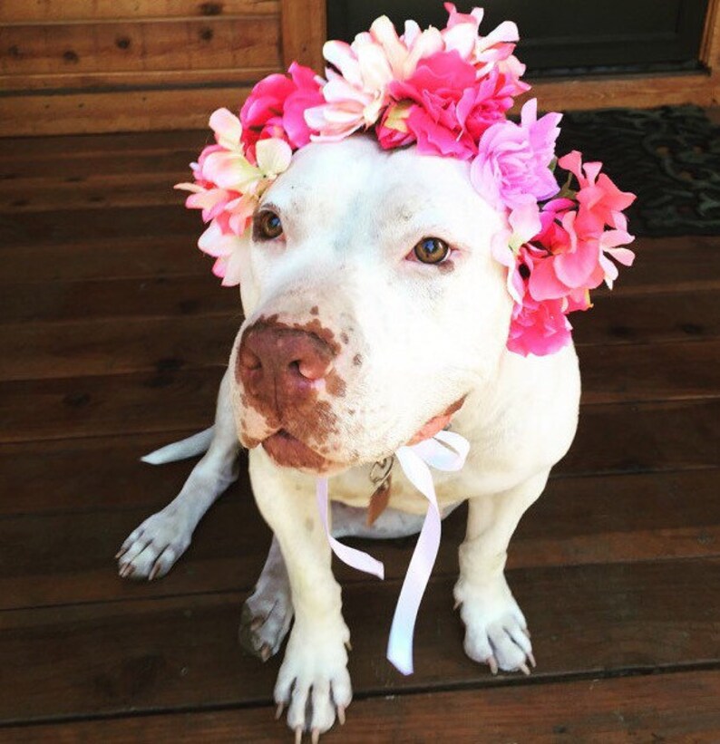 Dog Flower Crown/Headband Custom Made to Order Etsy