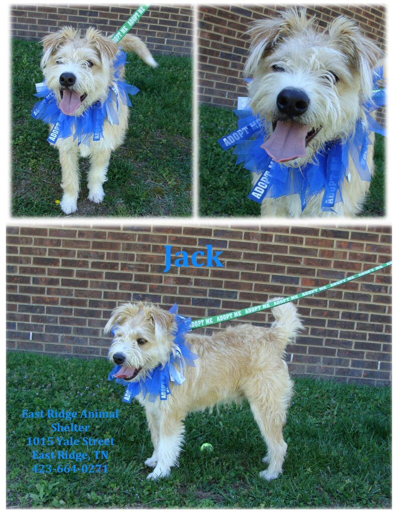 ADOPT ME Dog Ribbon Collar You Choose Ribbon Colors Etsy