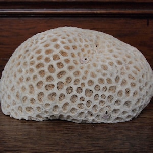 Könnte beinhalten: Ein natürliches, cremefarbenes Korallenexemplar mit einer porösen, strukturierten Oberfläche. Die Koralle weist zahlreiche kleine, kreisförmige Öffnungen auf ihrer Oberfläche auf, wodurch ein detailliertes Muster entsteht. Die Koralle ist hellbeige und scheint ein Dekorationsartikel zu sein.