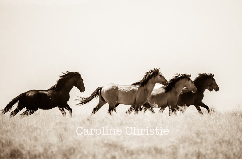 horse art horse photo horse decor Wild Horse Photo horse print Title: Dancing in the meadow