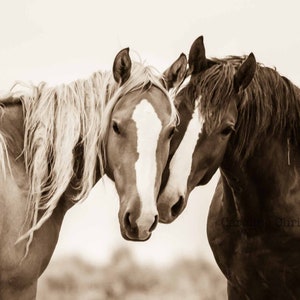 Horse photography, horse prints,Wild Horse Photography, Horse Photographs, Sepia Tone, Mustangs. "Soul Mates"