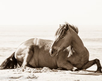 Horse print,Wild Horse Photo from Assateague Island, Horse Photograph.