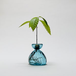Optic Vase for Flowers,  Sprouting Propagating Rooting Avocado Seed