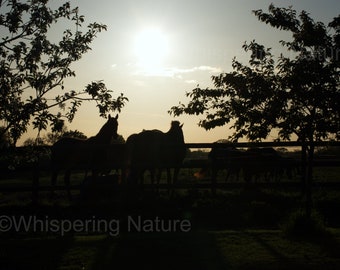 Horses In The Sunset - Fine Art Print, Horses, Equine, English Countryside, Landscape Print, Gloucestershire