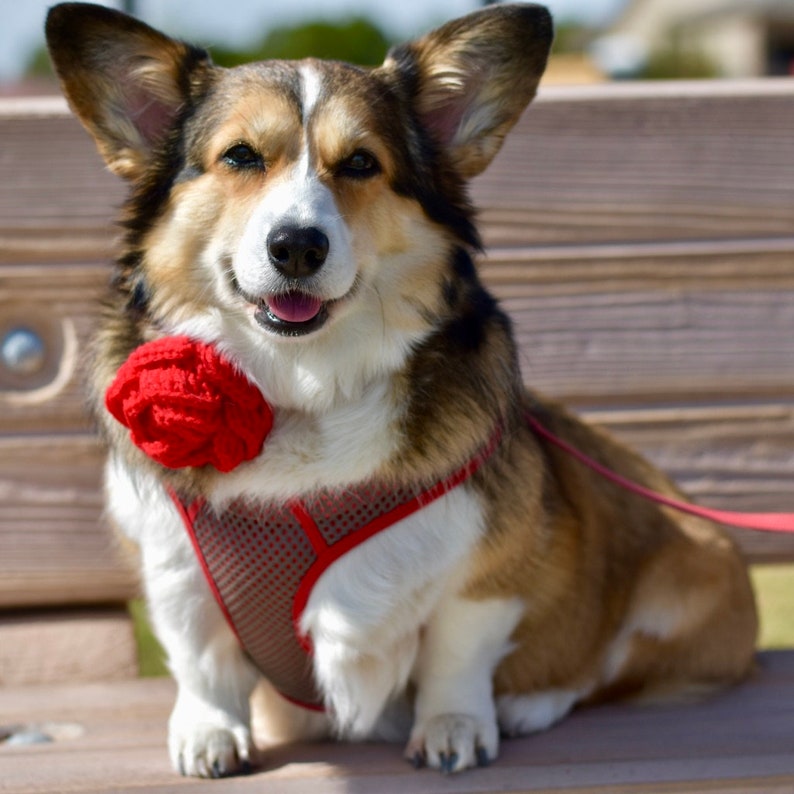 Valentine's Handmade Crochet Knit Dog Collar Rose Flower Puppy Dog Girl Floral Accessory Wedding Party Special Occassion image 1